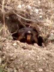 Cratogeomys planiceps