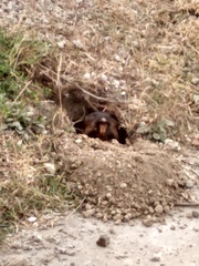 Cratogeomys planiceps