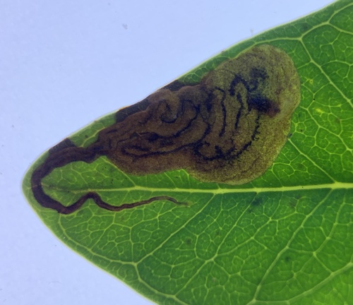 Liriomyza avicenniae