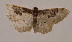 Idaea mustelata