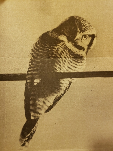 Northern Hawk Owl photographed in Pennsylvania