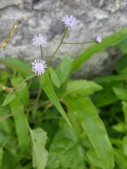 Ageratum gaumeri