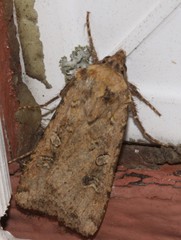Euxoa ochrogaster