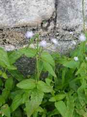 Ageratum gaumeri