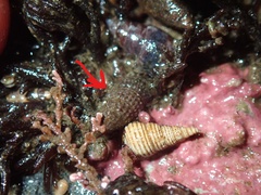 Cerithiopsis stejnegeri