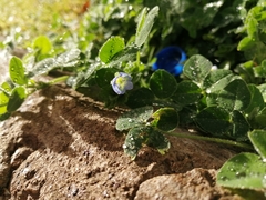 Veronica persica