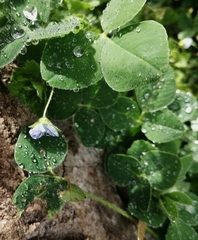 Veronica persica
