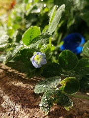 Veronica persica