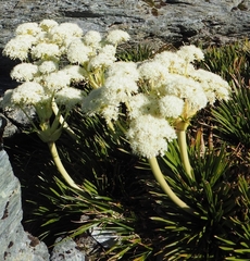 Aciphylla congesta