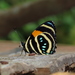 Callicore lyca mionina - Photo (c) Lepidoptera Colombiana 🇨🇴, algunos derechos reservados (CC BY-NC), subido por Lepidoptera Colombiana 🇨🇴