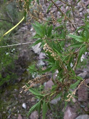 Ophryosporus