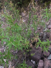 Ophryosporus