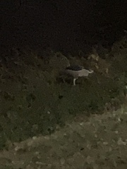 Nycticorax nycticorax image