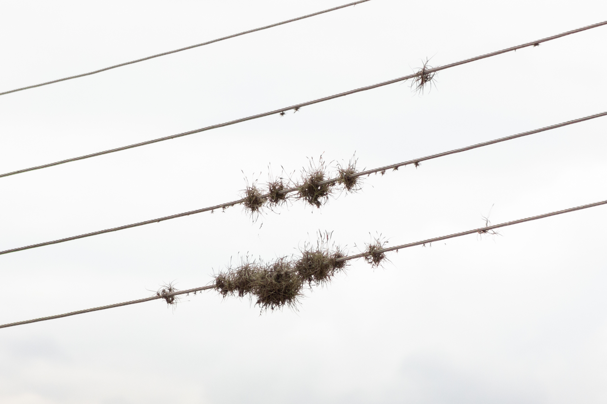 Tillandsia recurvata