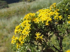 Brachyglottis cassinioides