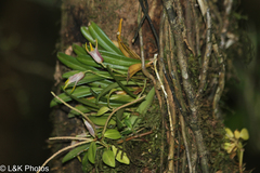 Masdevallia