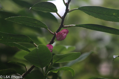 Drymonia conchocalyx