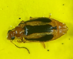 Lebia solea