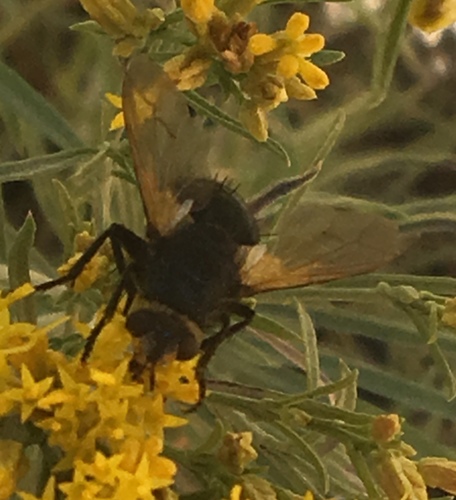 iNaturalist observation photo of Tachina algens