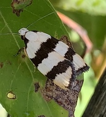 Zonopetala divisella