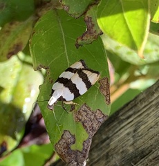 Zonopetala divisella