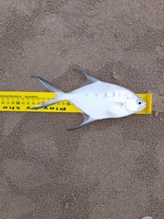 Trachinotus coppingeri