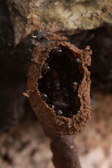 Lestrimelitta niitkib