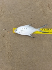Trachinotus coppingeri