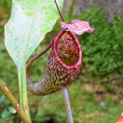 Nepenthes maxima