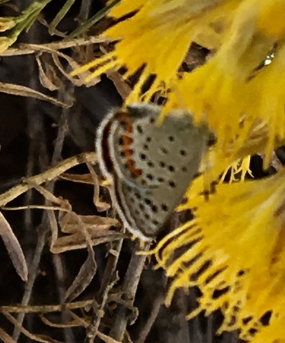 iNaturalist observation photo of Acmon Blue