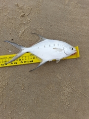Trachinotus coppingeri