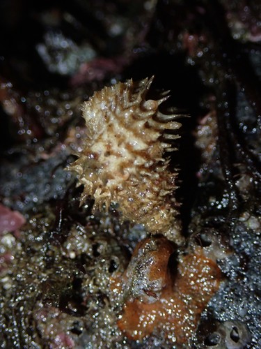 Cancellate Hairysnail