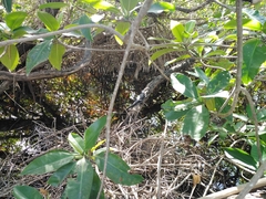 Crocodylia