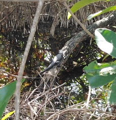 Crocodylia