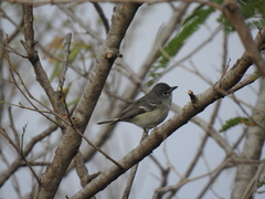 Vireo cassinii
