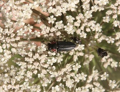 Romanophora verecunda