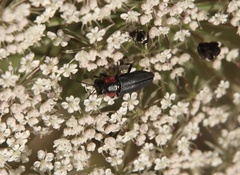 Romanophora verecunda