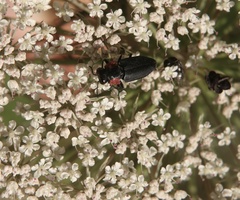 Romanophora verecunda