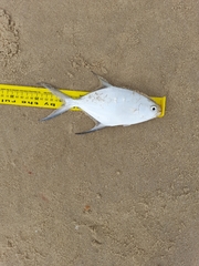 Trachinotus coppingeri