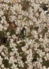 Bilyaxia