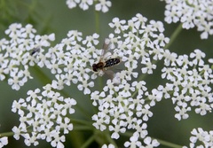 Toxomerus vertebratus