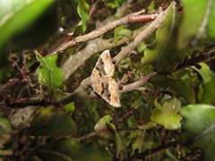 Hydriomena deltoidata
