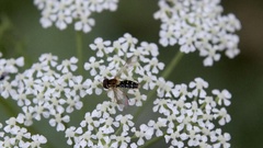 Toxomerus vertebratus