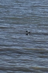 Podiceps auritus