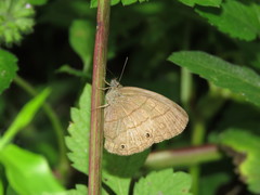Hermeuptychia atalanta