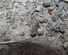 Neocicindela garnerae
