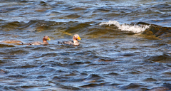 Tachyeres brachypterus