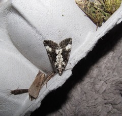 Pseudocoremia leucelaea