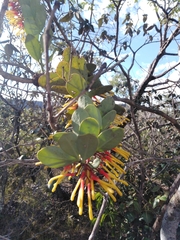 Psittacanthus biternatus