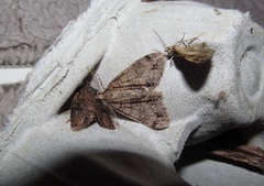 Pseudocoremia suavis